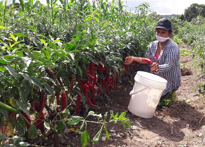 productores-apuestan-por-el-cultivo-de-aji-cayena-y-habanero-22366