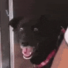 :perreed: :perreed: