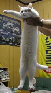 Longcat_is_loooooooooong